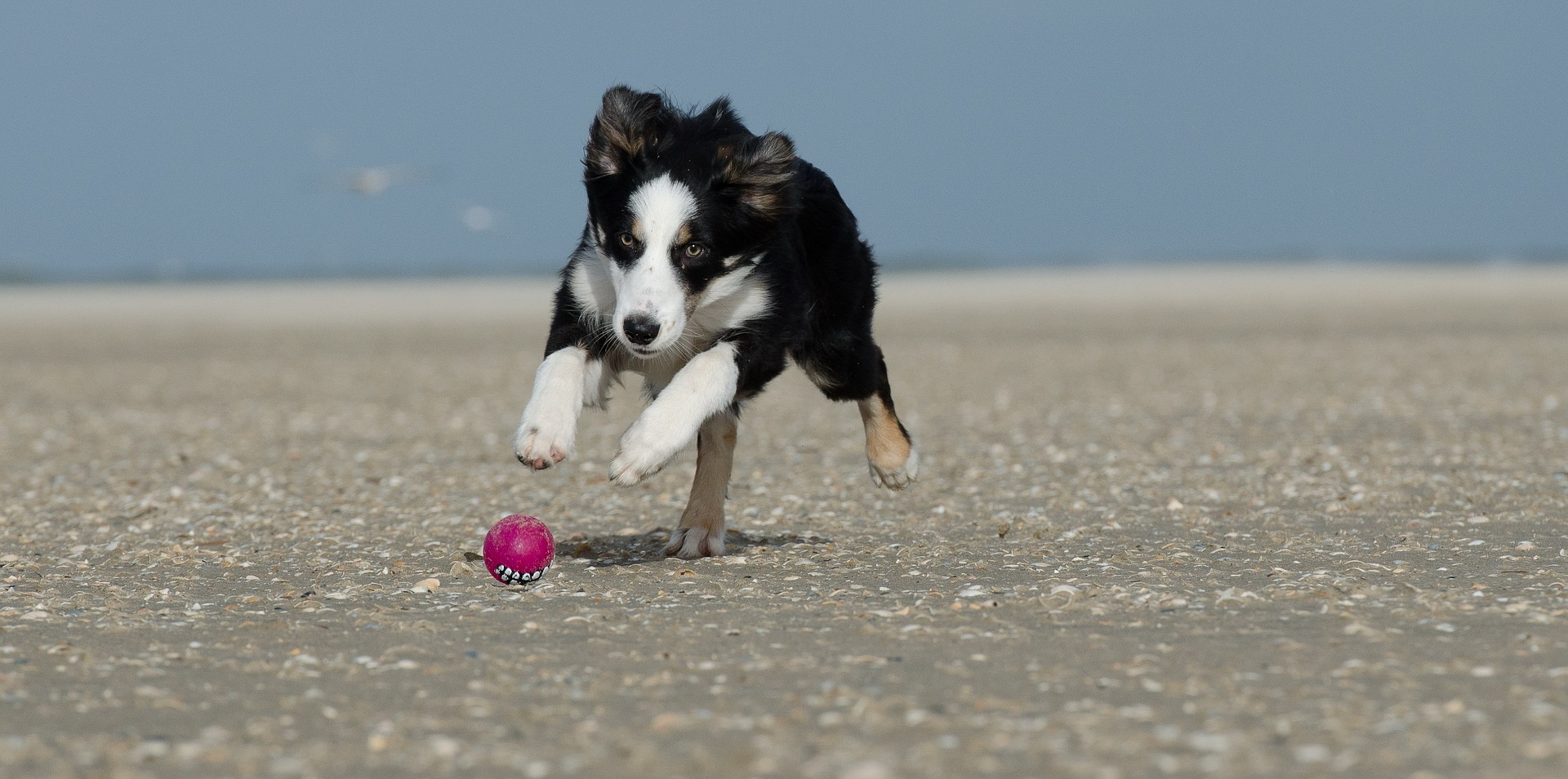 Kurzurlaub mit Hund